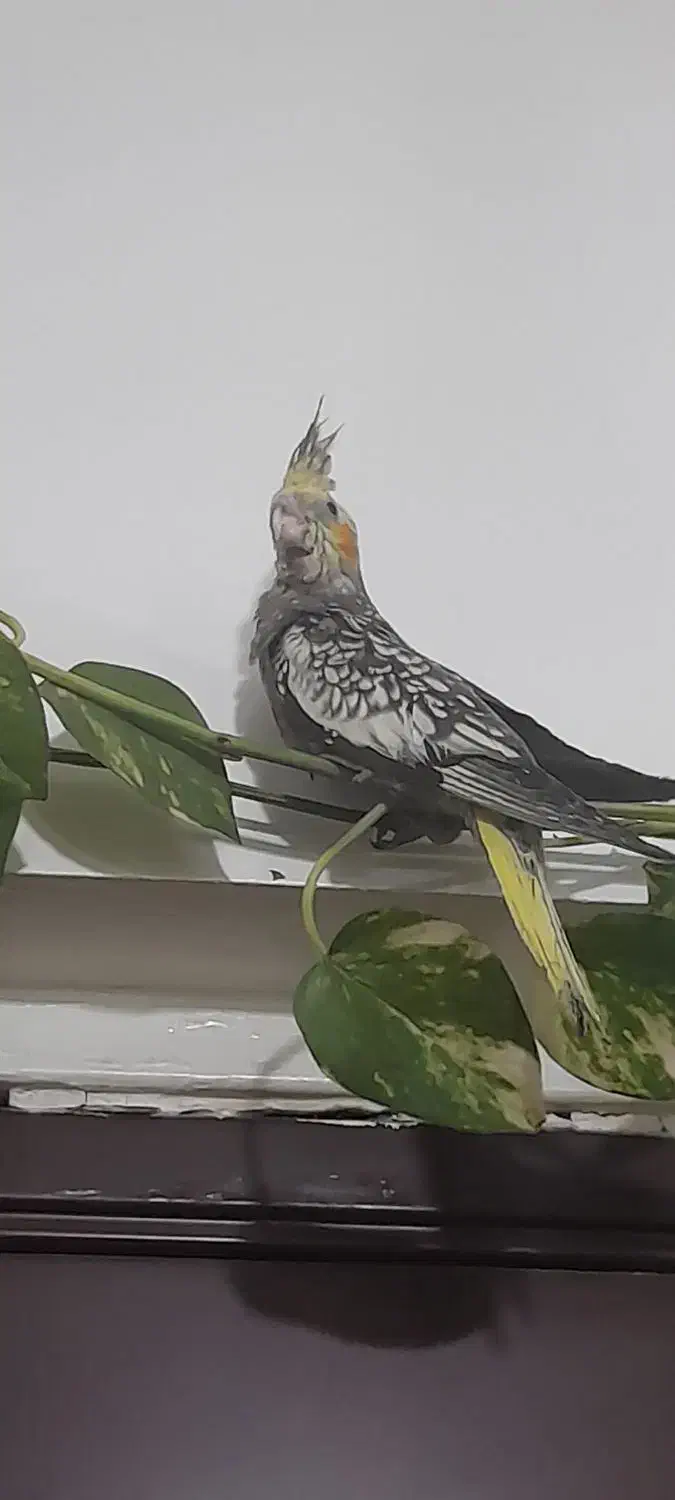 عروس هلندی گلباقالی|پرنده|اهواز, زندوکیلی|دیوار