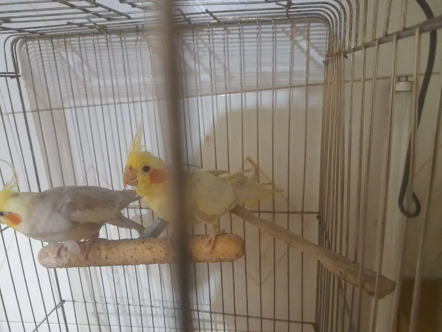 یک جفت عروس هلندی کار|پرنده|زابل, |دیوار