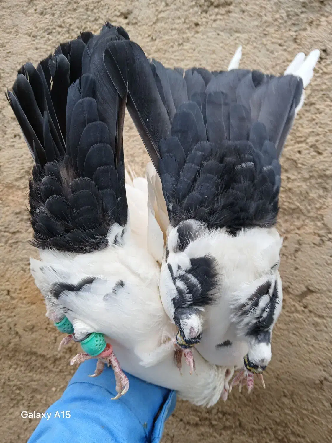 کبوتر رنگی|پرنده|شیراز, محمدیه|دیوار