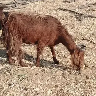 بز اسرائیلی اصل|حیوانات مزرعه|زرقان, |دیوار