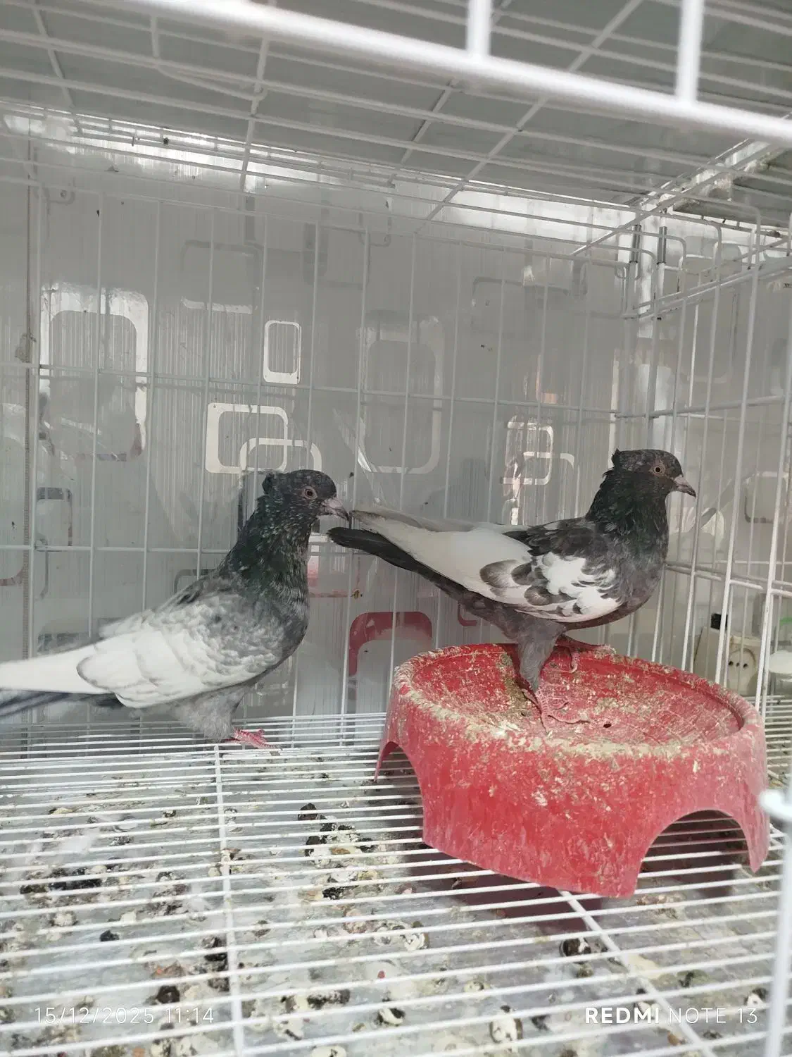 خرید ،فروش انواع نژاد کبوتر|پرنده|دوگنبدان, |دیوار