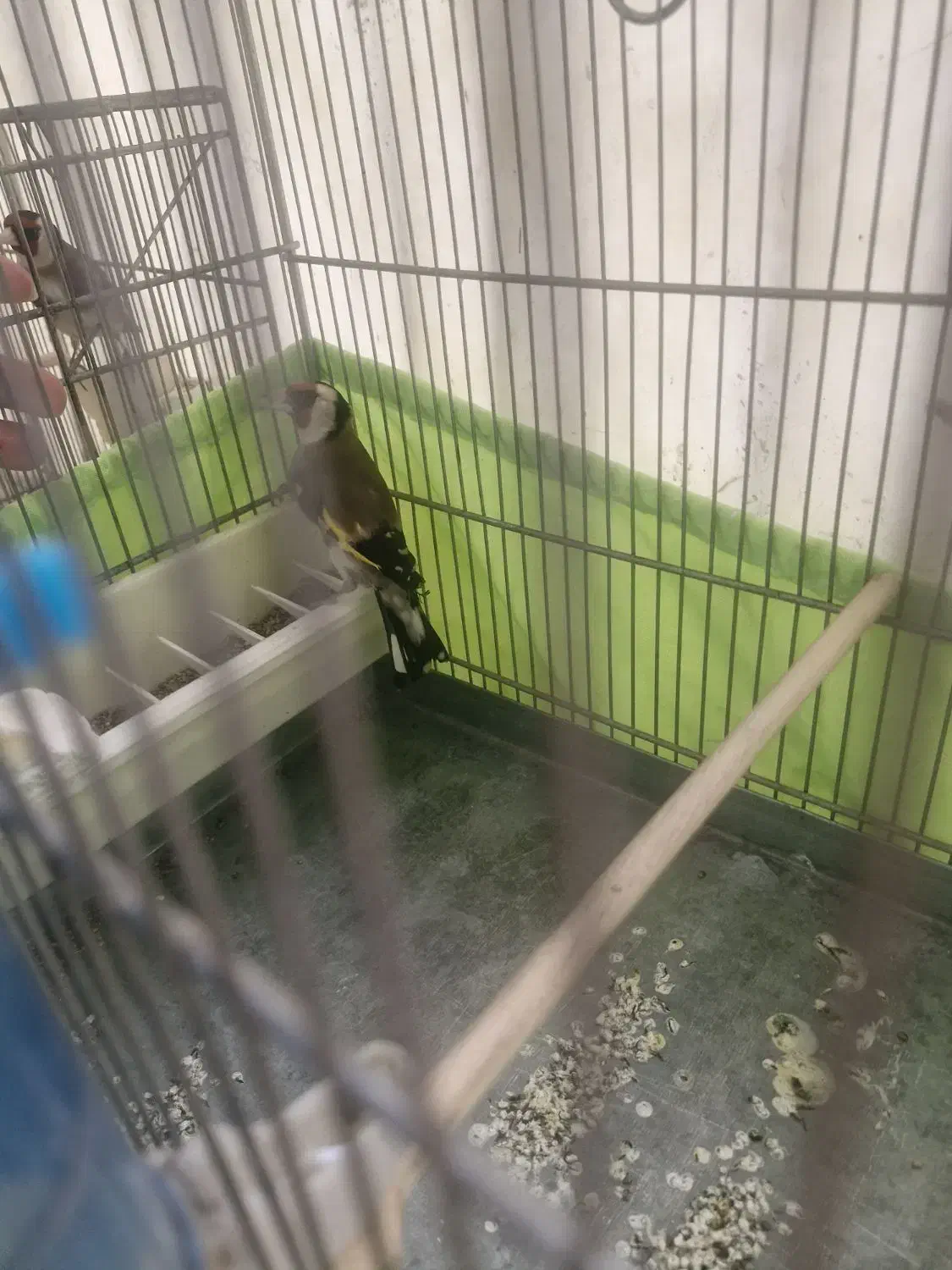 سره|پرنده|تهران, خاک سفید|دیوار