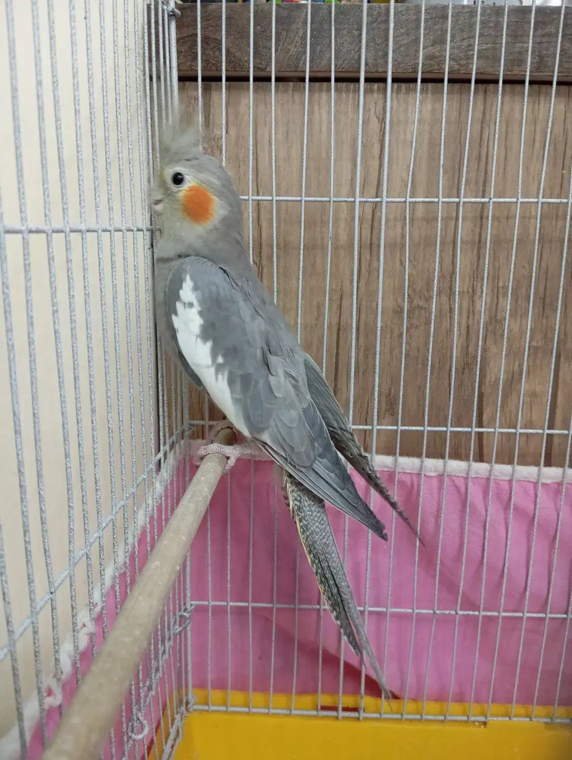 یک جفت عروس هلندی|پرنده|تهران, جوادیه تهرانپارس|دیوار