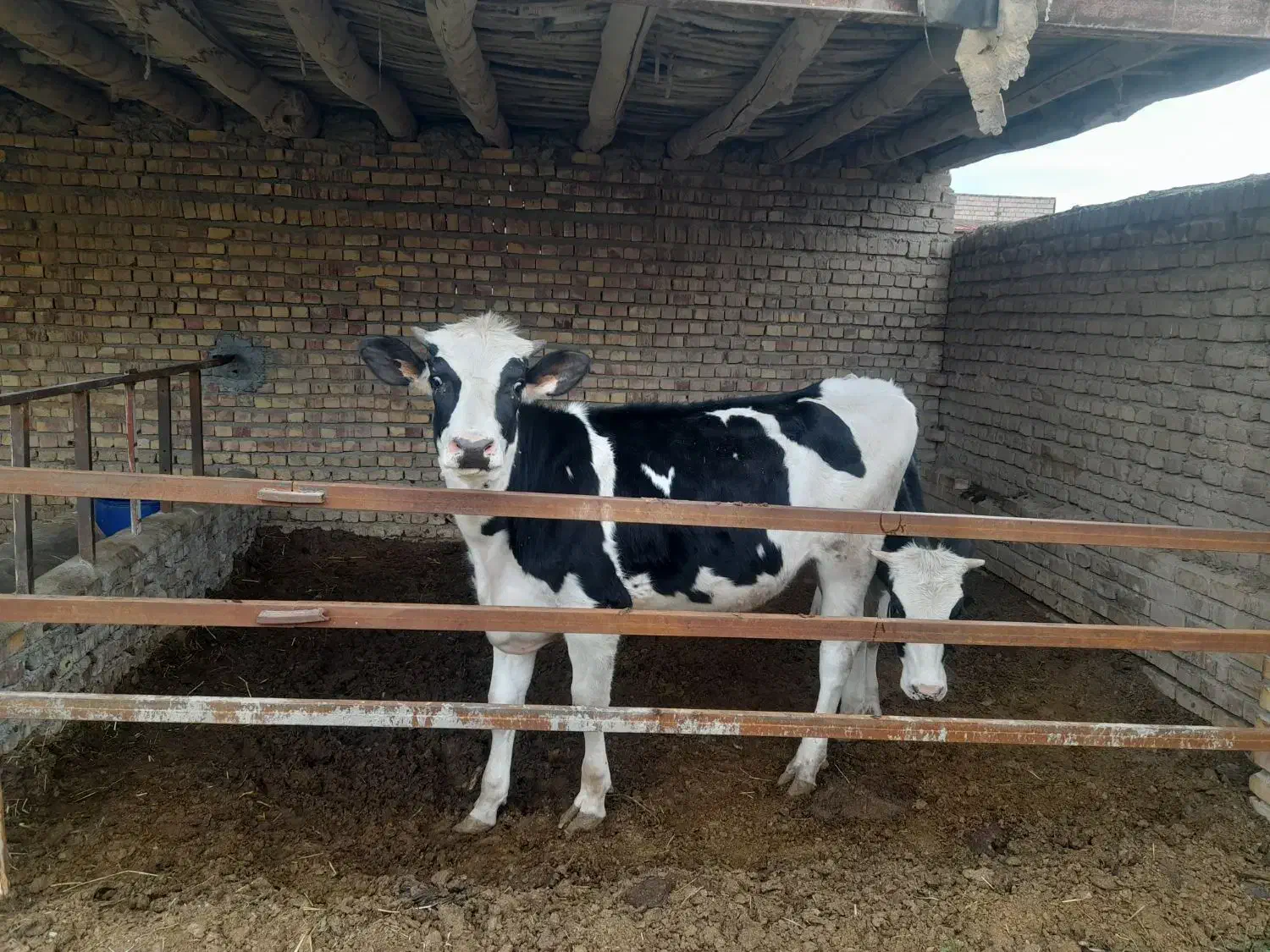 دام|حیوانات مزرعه|زبرخان, |دیوار