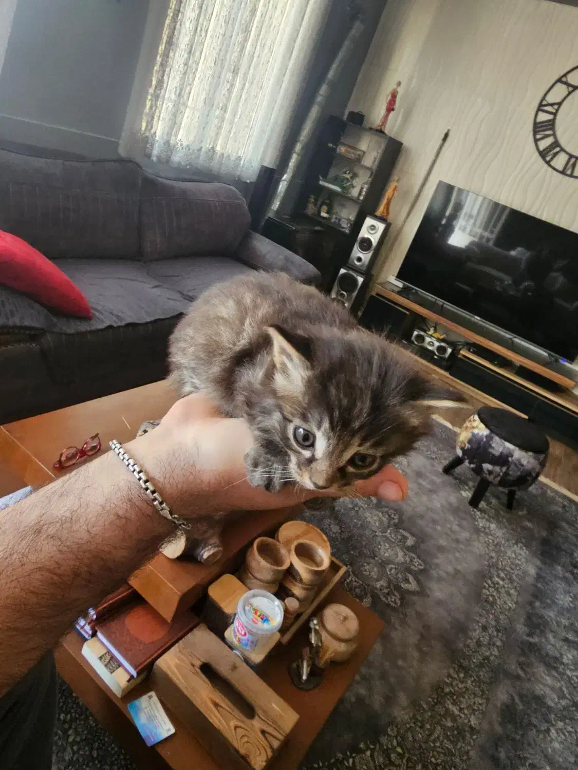 بچه گربه رایگانه رایگان|گربه|بشاریات, |دیوار