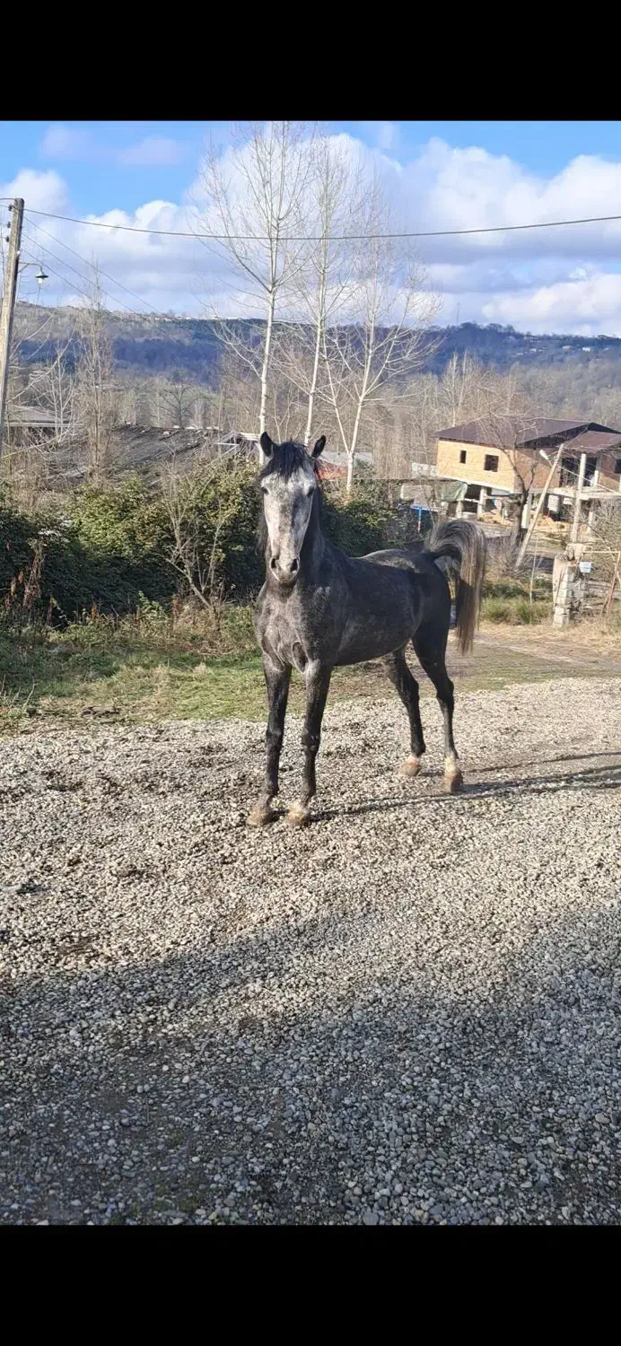 فروش اسب نریان کرد|اسب و تجهیزات اسب‌سواری|مرزیکلا, |دیوار