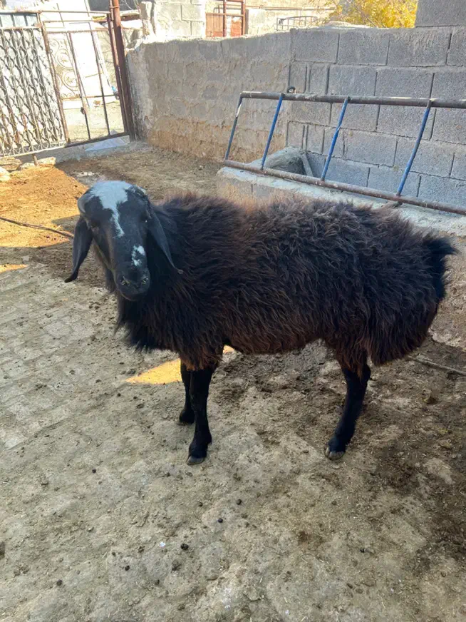 قوچ افغانی دورگ‌|حیوانات مزرعه|شیراز, اکبر آباد|دیوار