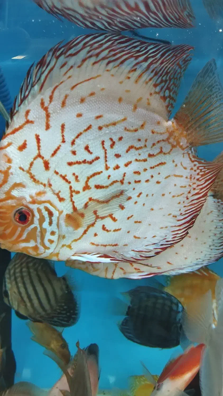 انواع دیسکس کوی و گلدفیش تایگر سوماترا|ماهی|اراک, |دیوار