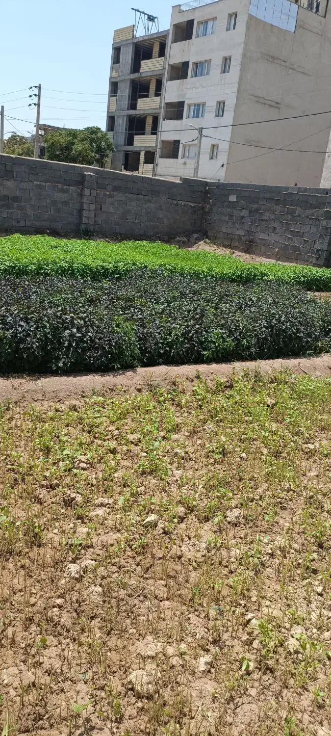 سبزی فروشی|حراج|شیراز, عادل آباد|دیوار