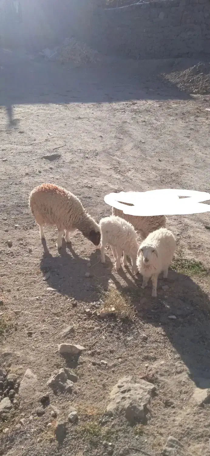 فروش سه عدد بره ماده|حیوانات مزرعه|قائن, |دیوار