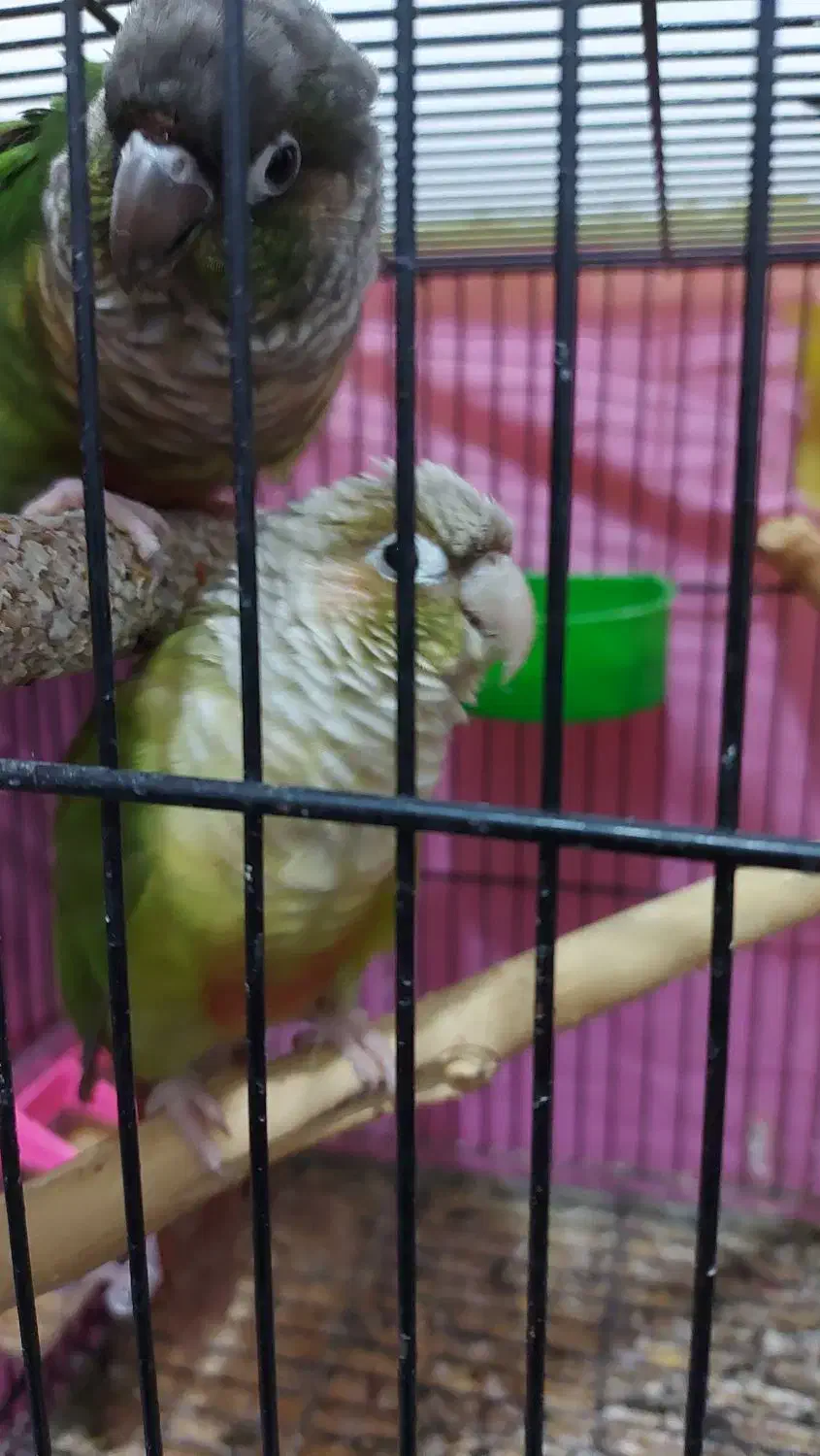 جفت گرینچیک و کوتوله مولد|پرنده|چابهار, |دیوار