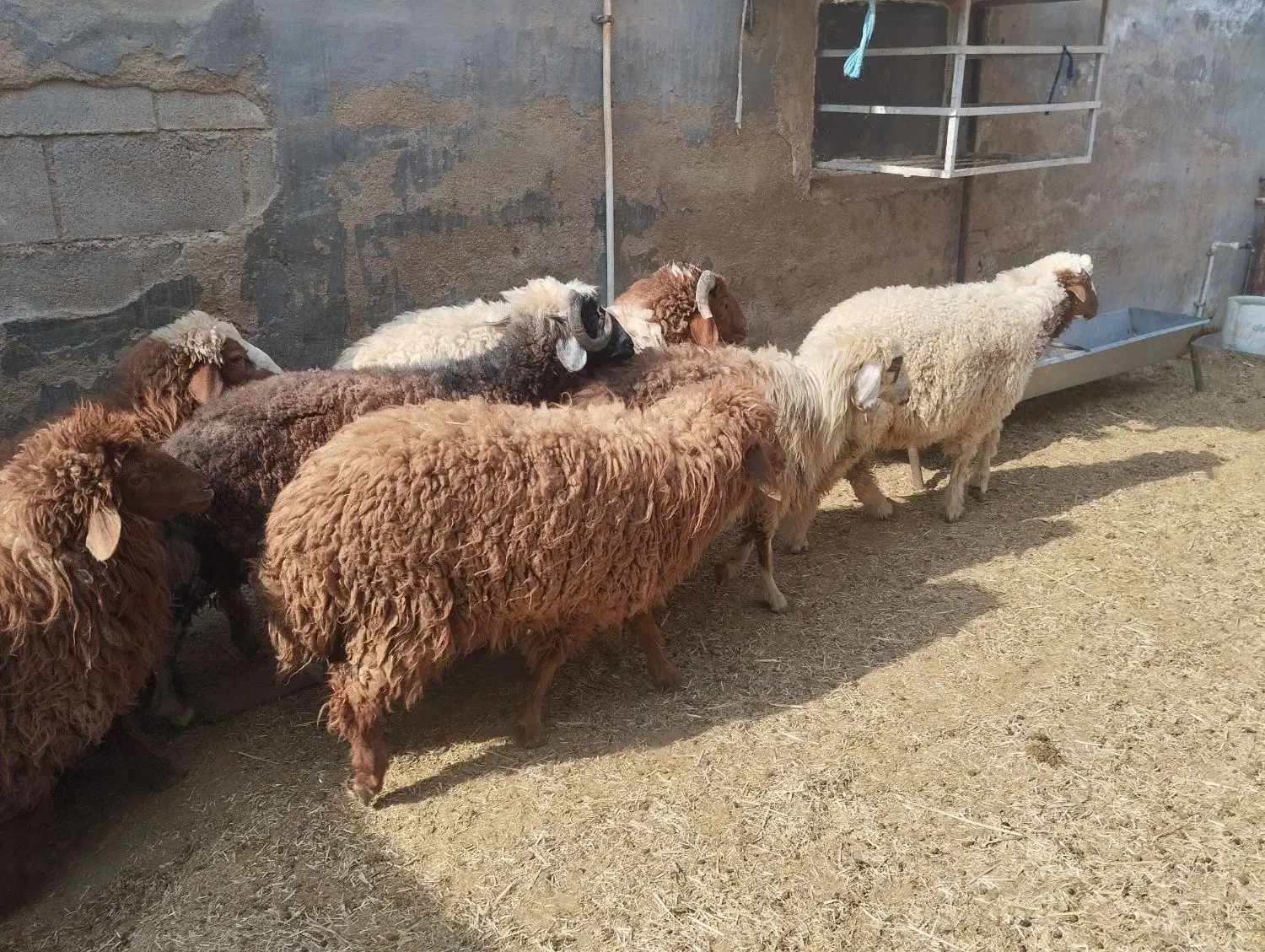 بره نره وماده|حیوانات مزرعه|بندر ماهشهر, |دیوار