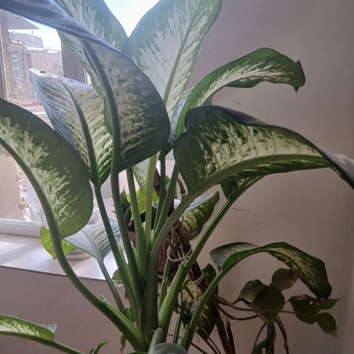 گل آپارتمانی|گل و گیاه طبیعی|اهر, |دیوار