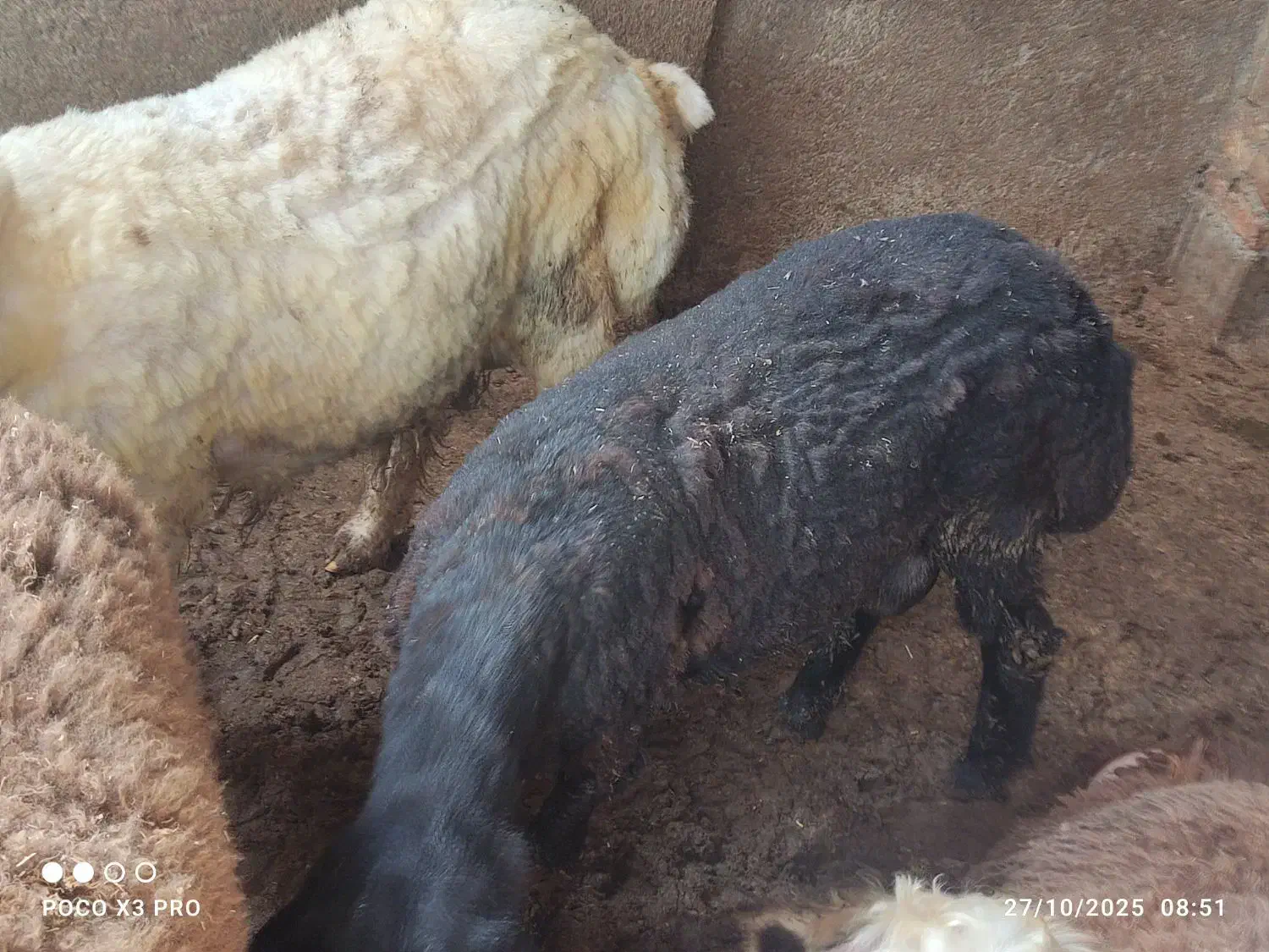 گوسفندوبره چاق|حیوانات مزرعه|علیآباد کتول, |دیوار