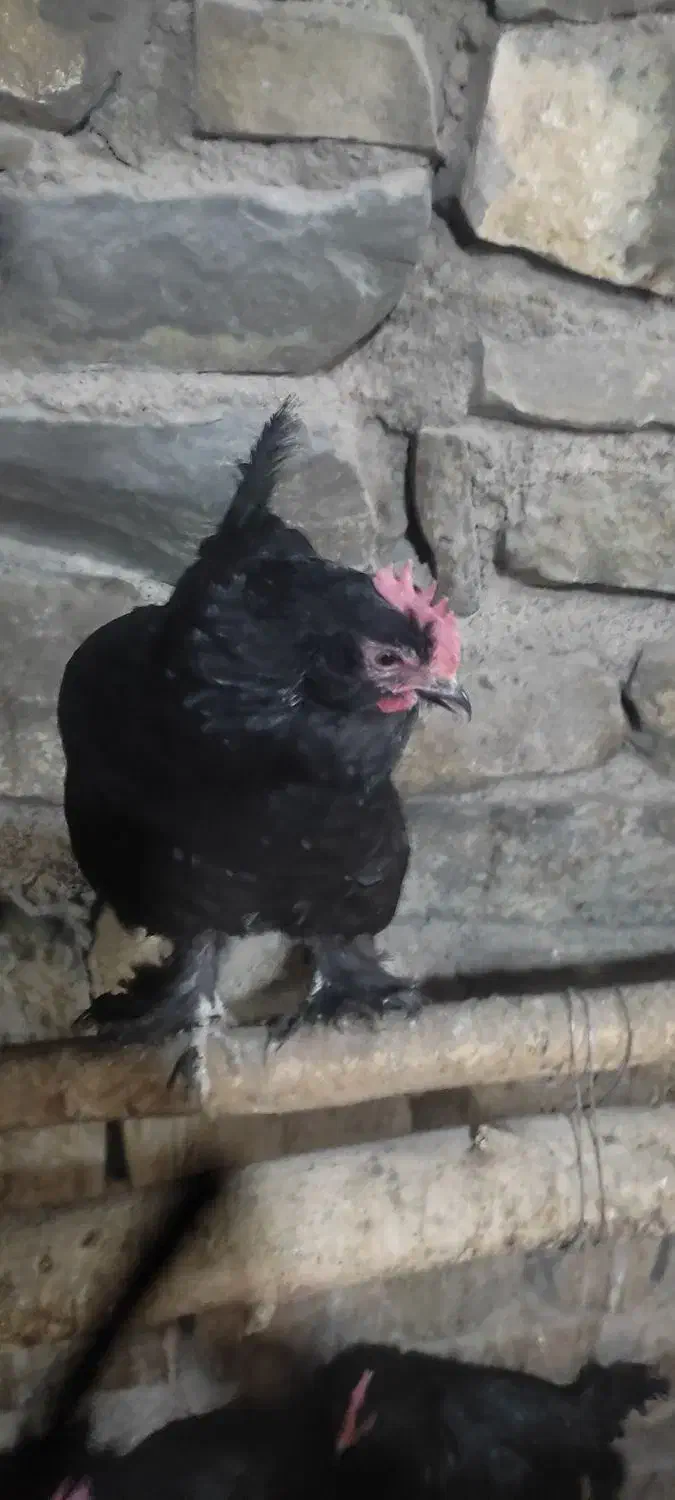 مرغ مرندی|حیوانات مزرعه|نوبران, |دیوار