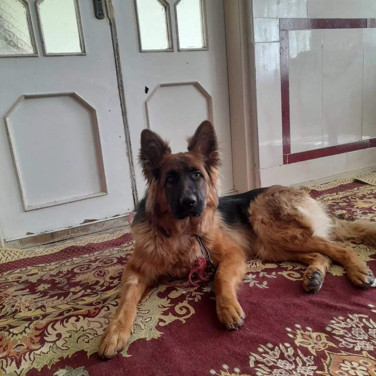 واگذاری سگ ژرمن شولاین|سگ|تربتحیدریه, باغ سلطانی|دیوار