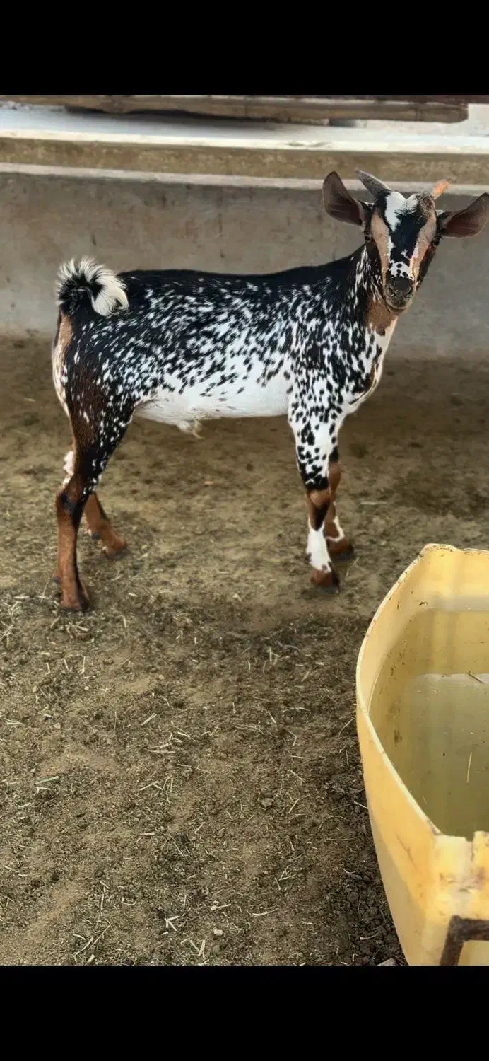 بوئر و صلال|حیوانات مزرعه|اراک, |دیوار