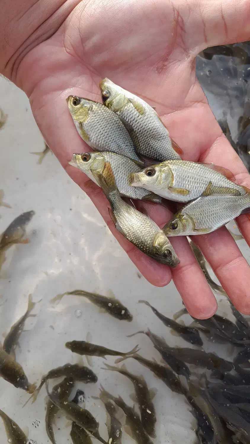 بچه ماهی کپور|ماهی|رشت, ترمینال|دیوار