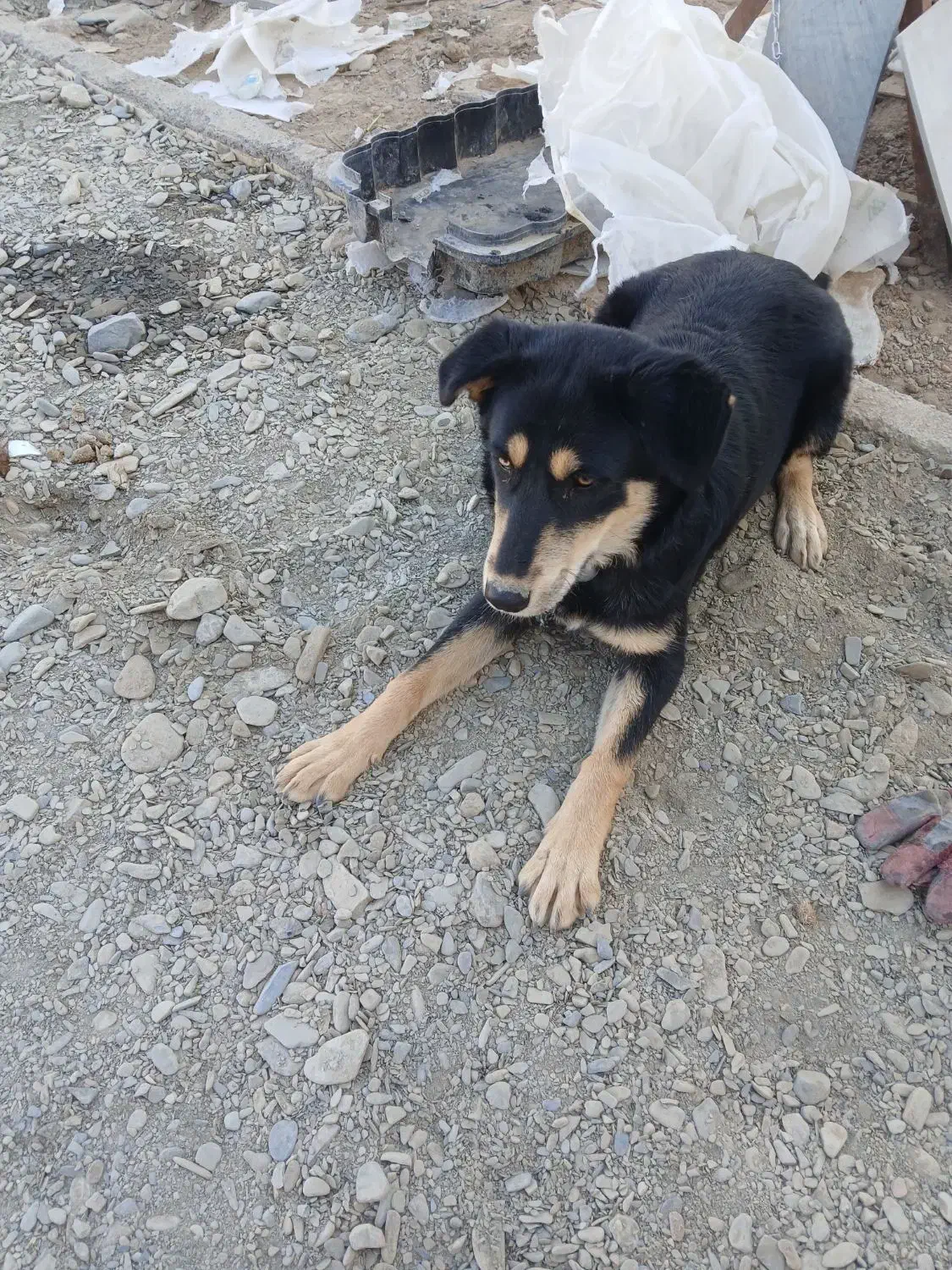 سگ‌گرگی|سگ|شاندیز, |دیوار