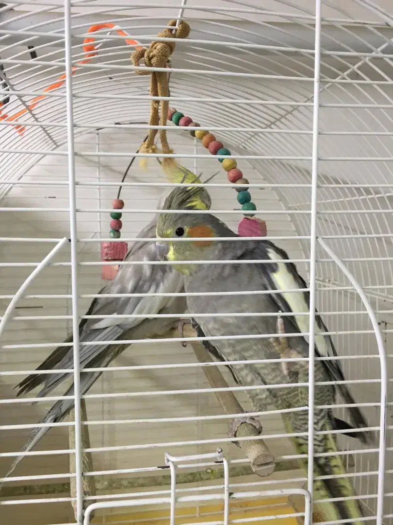 عروس هلندی|پرنده|پیرانشهر, |دیوار