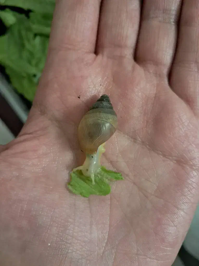 بچه حلزون|خزنده|تهران, قلهک|دیوار