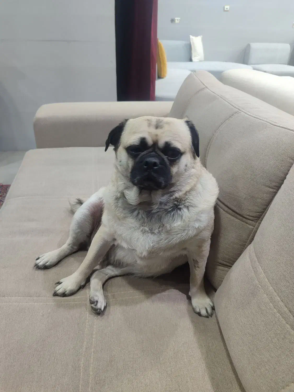 واگذاری سگ پاگ|سگ|گلستان (تهران), |دیوار