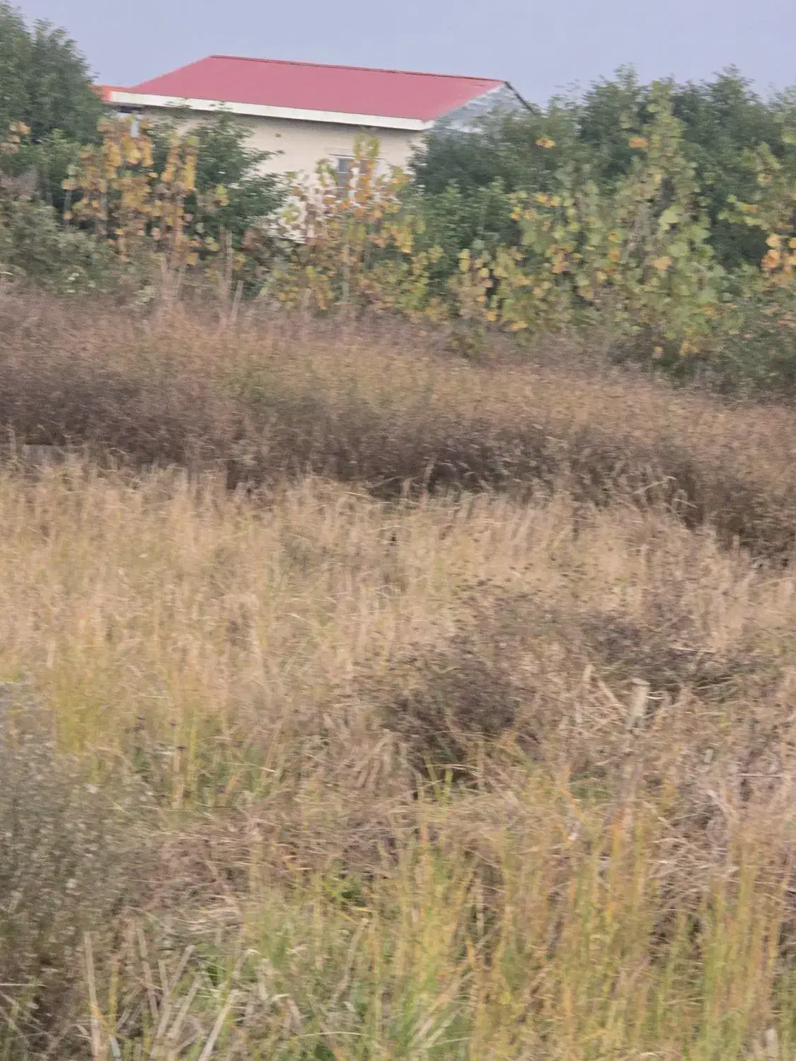 فروش زمین مزروعی چسبیده مسکونی|فروش زمین و ملک کلنگی|واجارگاه, |دیوار