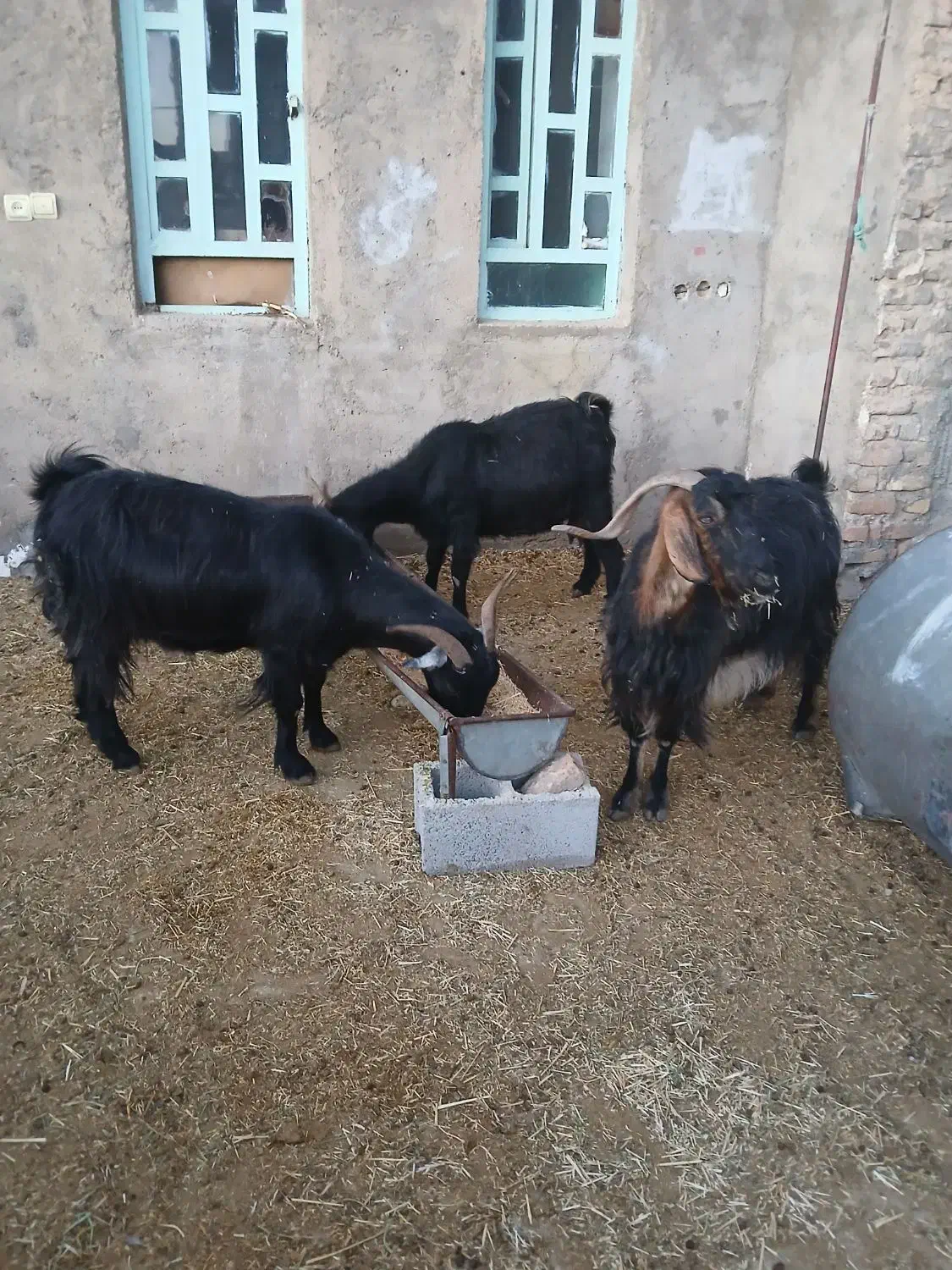 حیوانات|حیوانات مزرعه|سوری, |دیوار