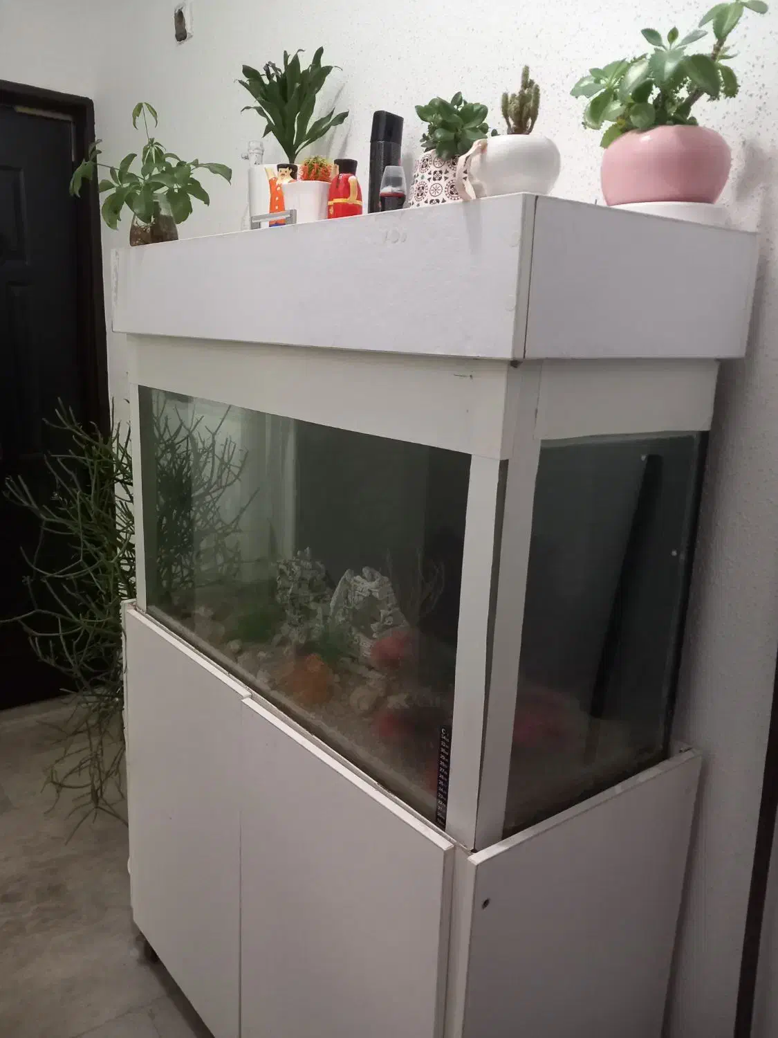 آکواریوم|ماهی|بندر انزلی, آخرخط|دیوار