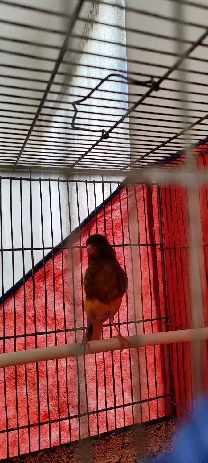 قناری نر ابلغ سرخ سرخ|پرنده|بروجرد, |دیوار