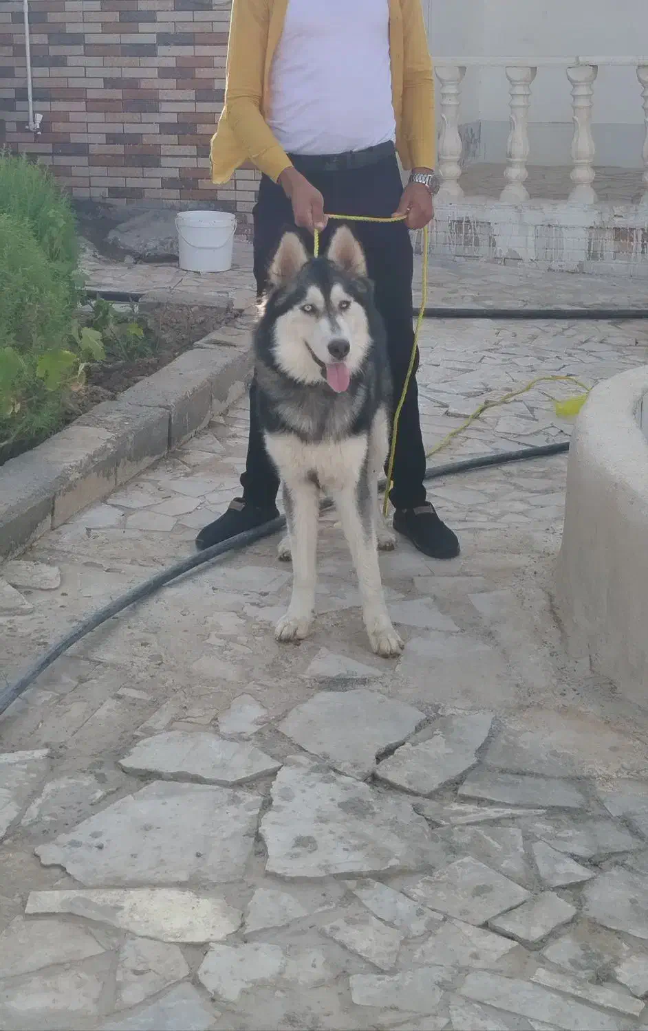 سگ هاسکی معاوضه با|سگ|رضویه, |دیوار