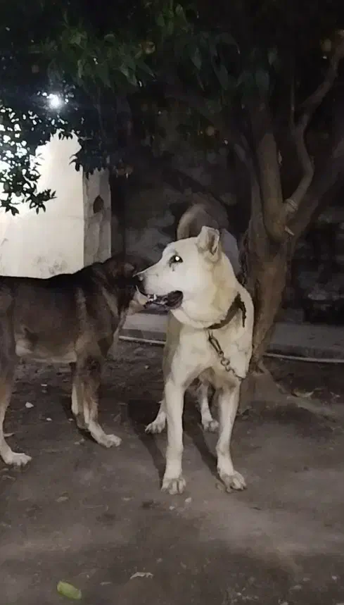 نسل برتر|سگ|کردکوی, |دیوار