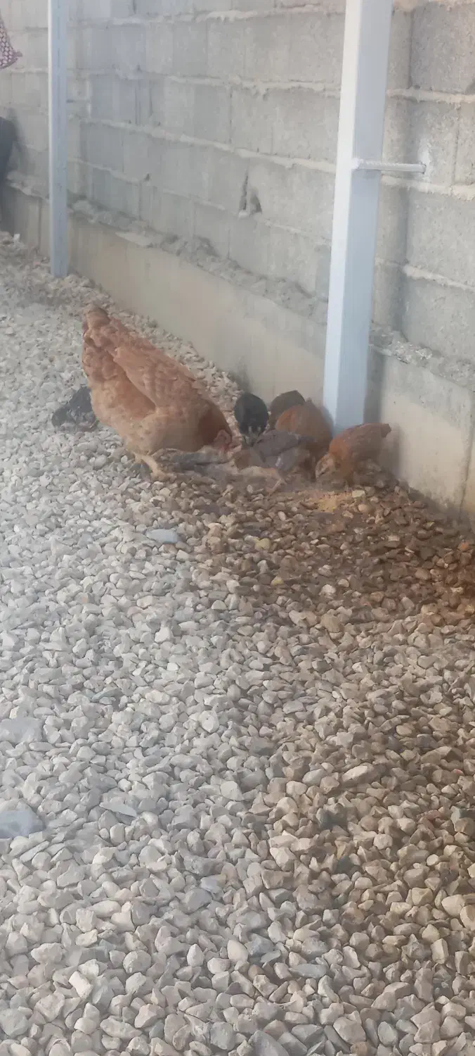 مرغ باهفت تاجوجه|حیوانات مزرعه|سیجوال, |دیوار