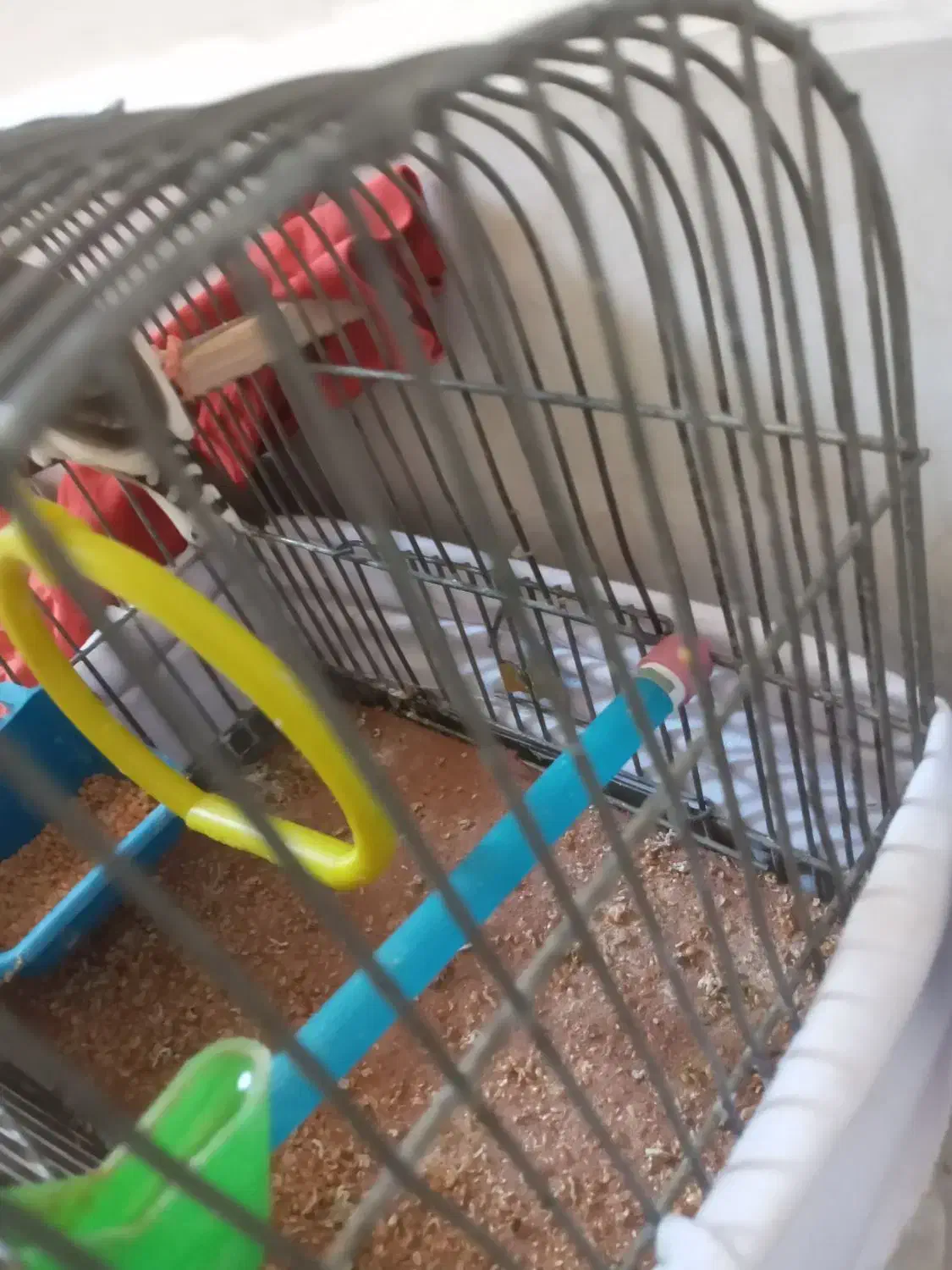 فنج نر|پرنده|تهران, بهداشت|دیوار