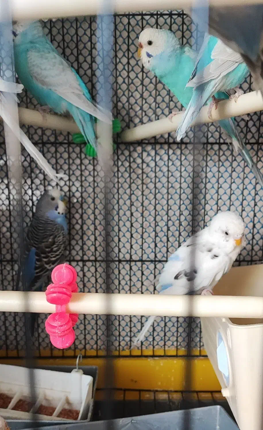 یک جفت مرغ عشق مولد ۱ ساله خونگی|پرنده|پردیس, فاز ۳|دیوار