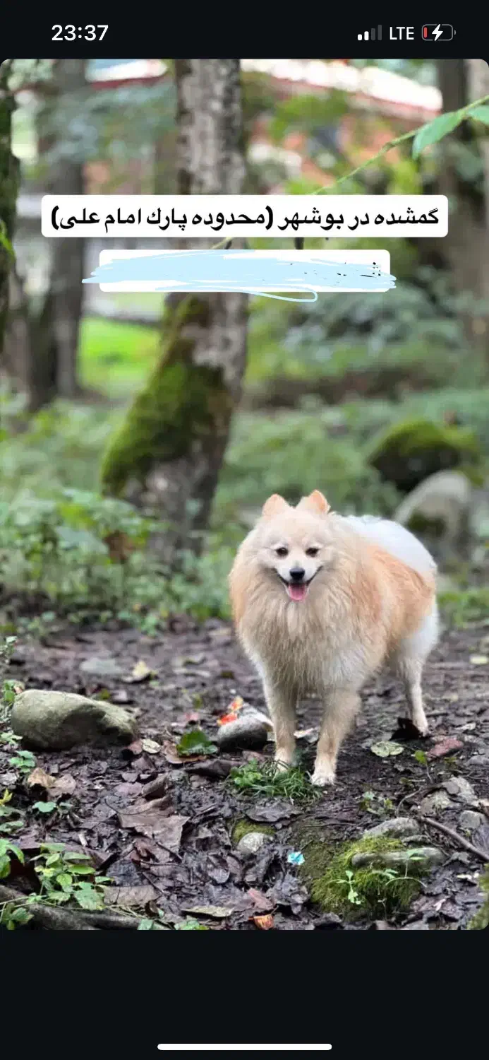 سگ گمشده|سگ|بوشهر, |دیوار