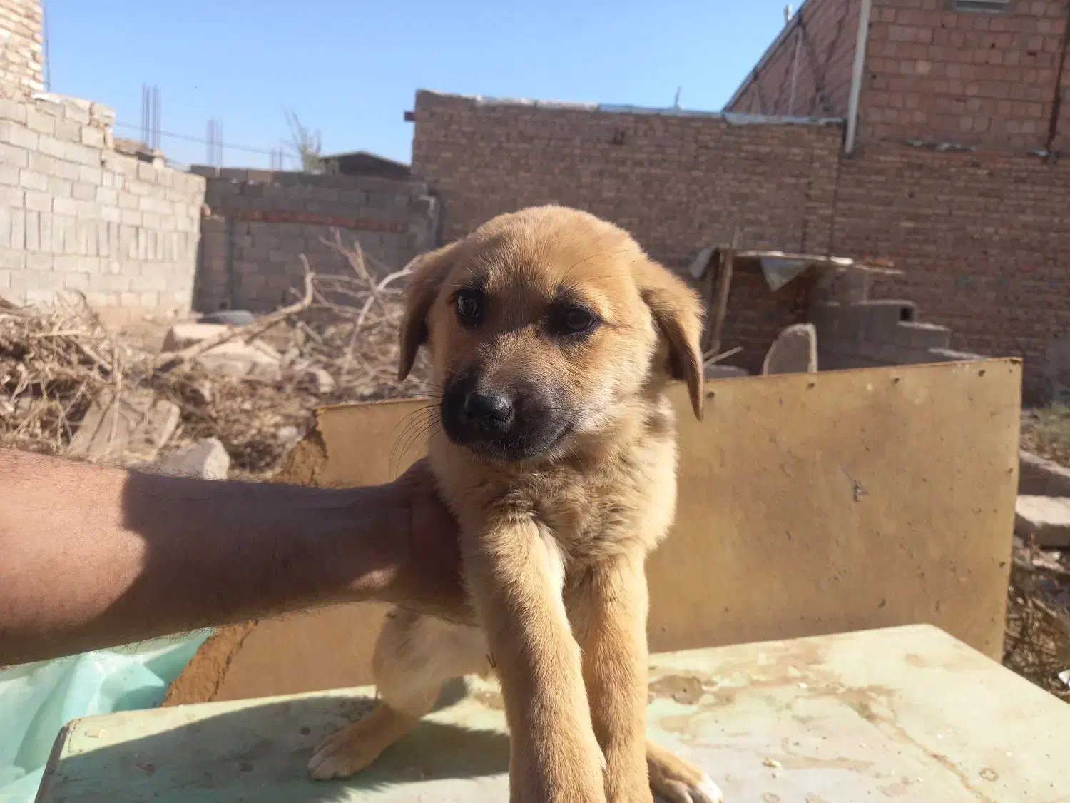 پنج عدد اشپیتز نر و ماده|سگ|کرمان, |دیوار