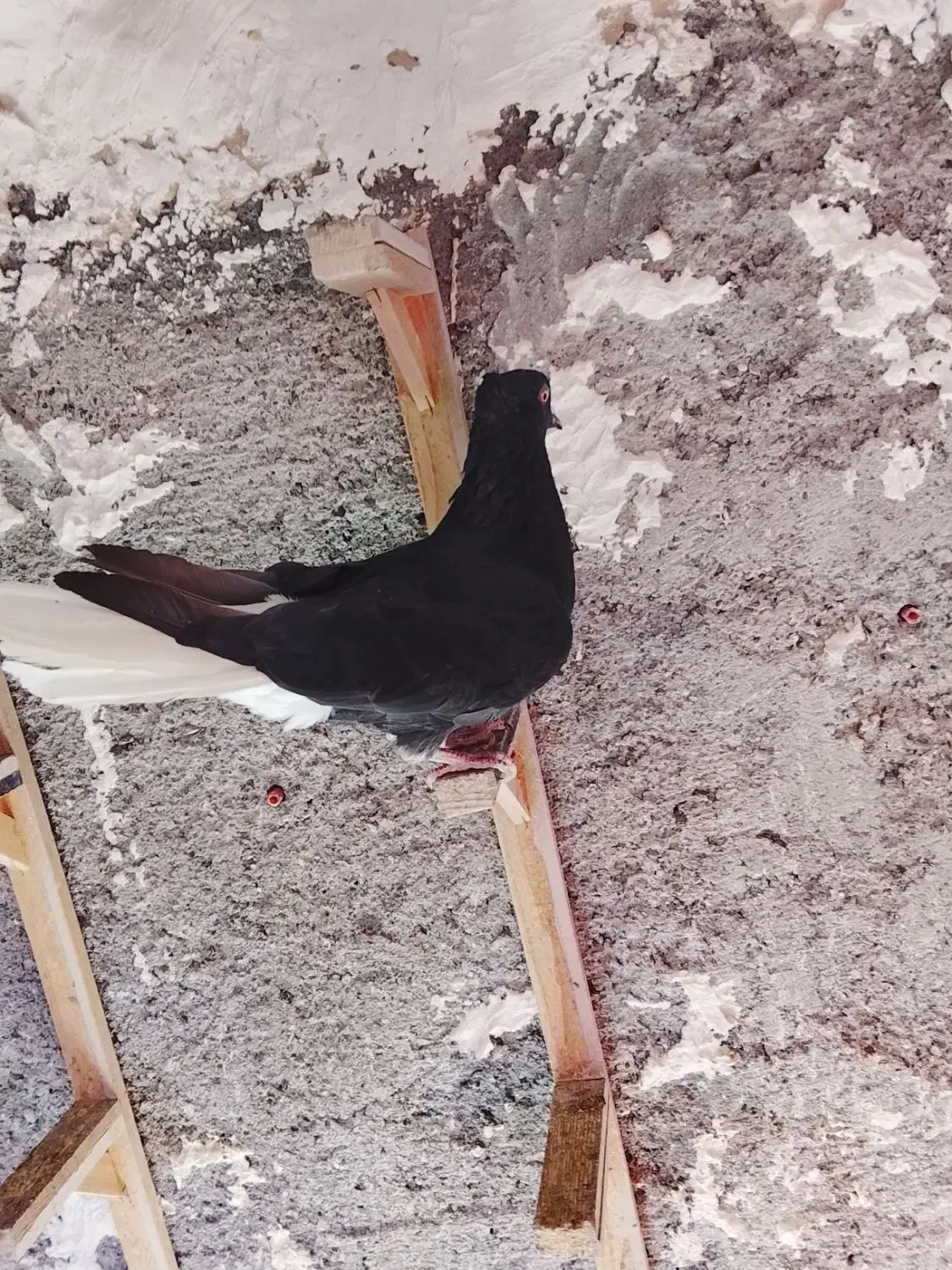 یک جفت دم سفید|پرنده|مشهد, ایثار|دیوار