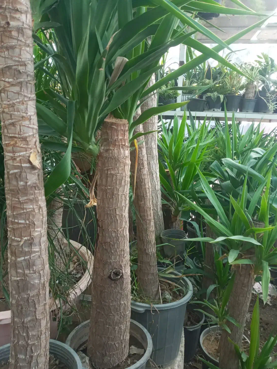 گل از همه مدل|گل و گیاه طبیعی|کرج, حصار|دیوار