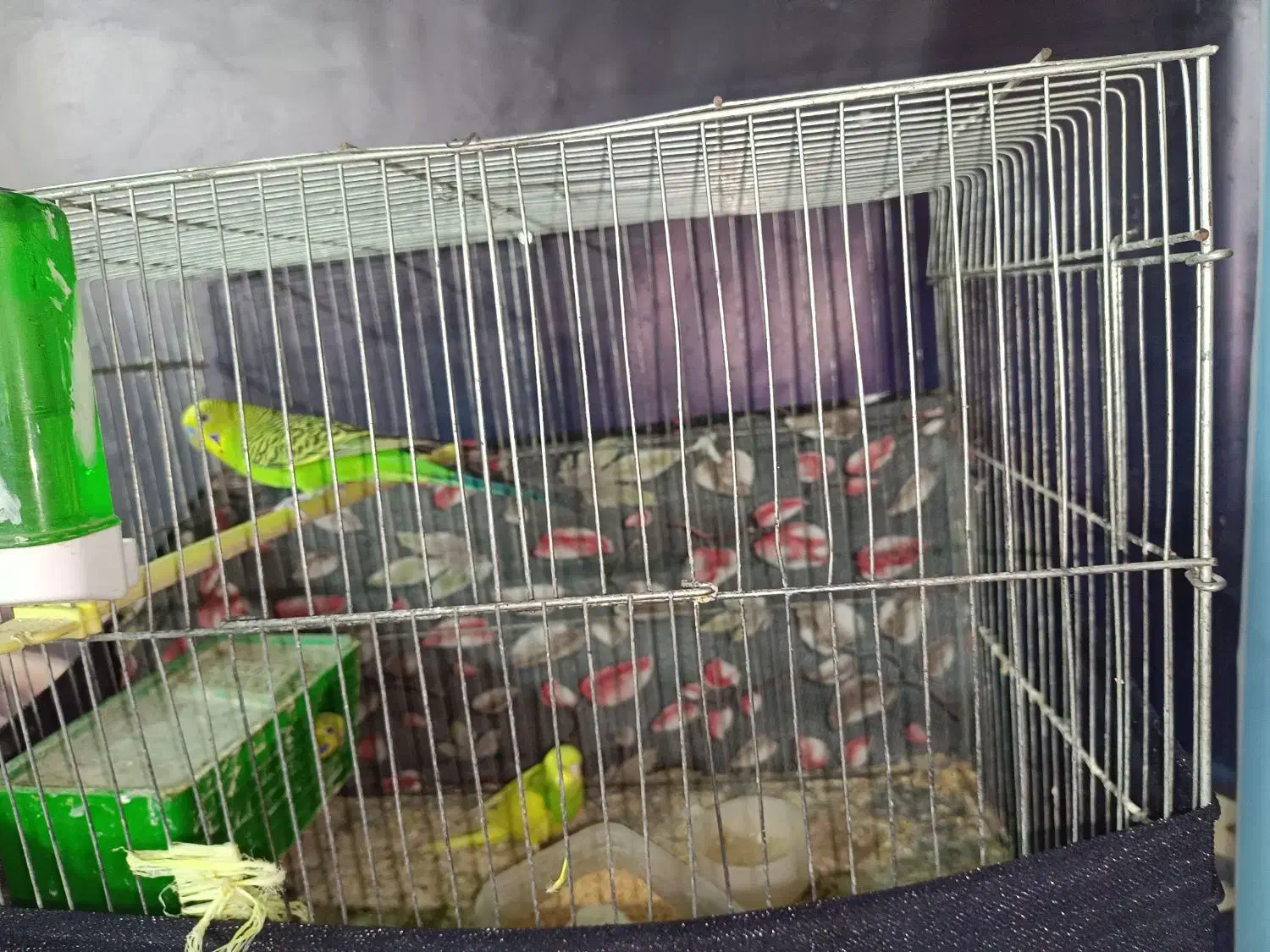 مرغ عشق با یه جوجه و چهارتا تخم|پرنده|اردبیل, |دیوار