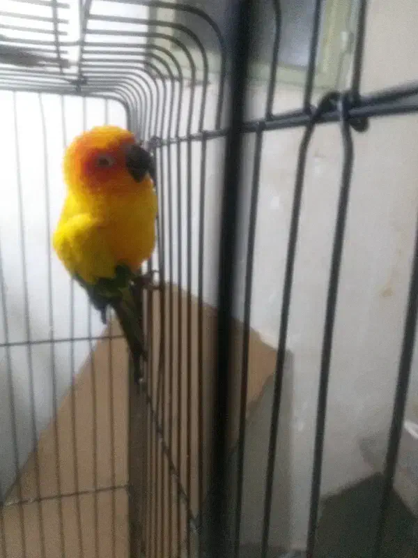 طوطی خورشیدی هفترنگ|پرنده|زرند, |دیوار