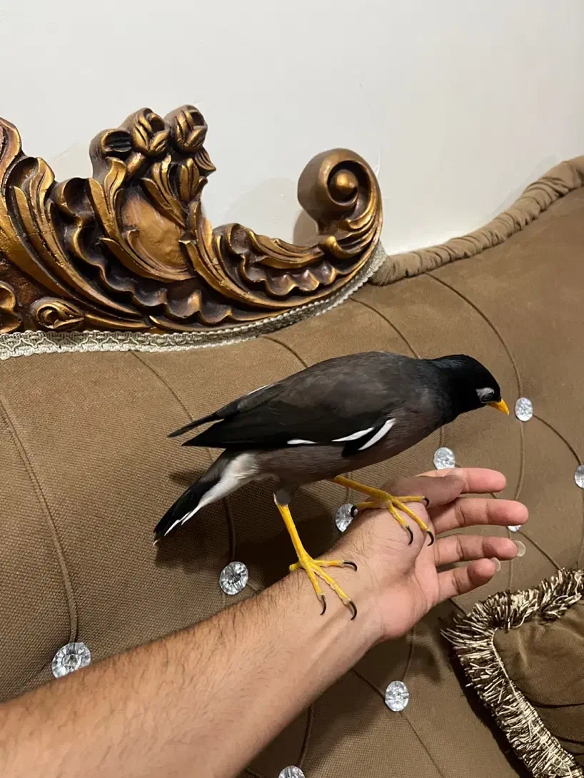 مینا افغانی سخنگو فول آشتی تعویض با قناری|پرنده|بندرعباس, |دیوار