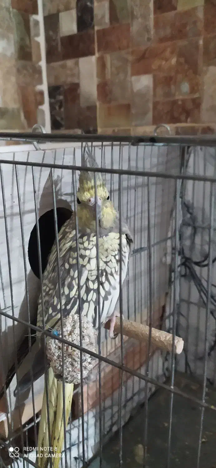 عروس هلندی|پرنده|اسفیچ, |دیوار