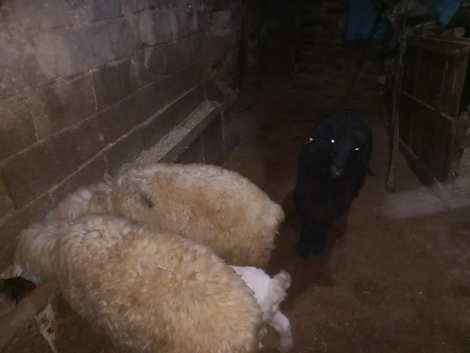 سه عدد بره پای پروار|حیوانات مزرعه|الیگودرز, |دیوار