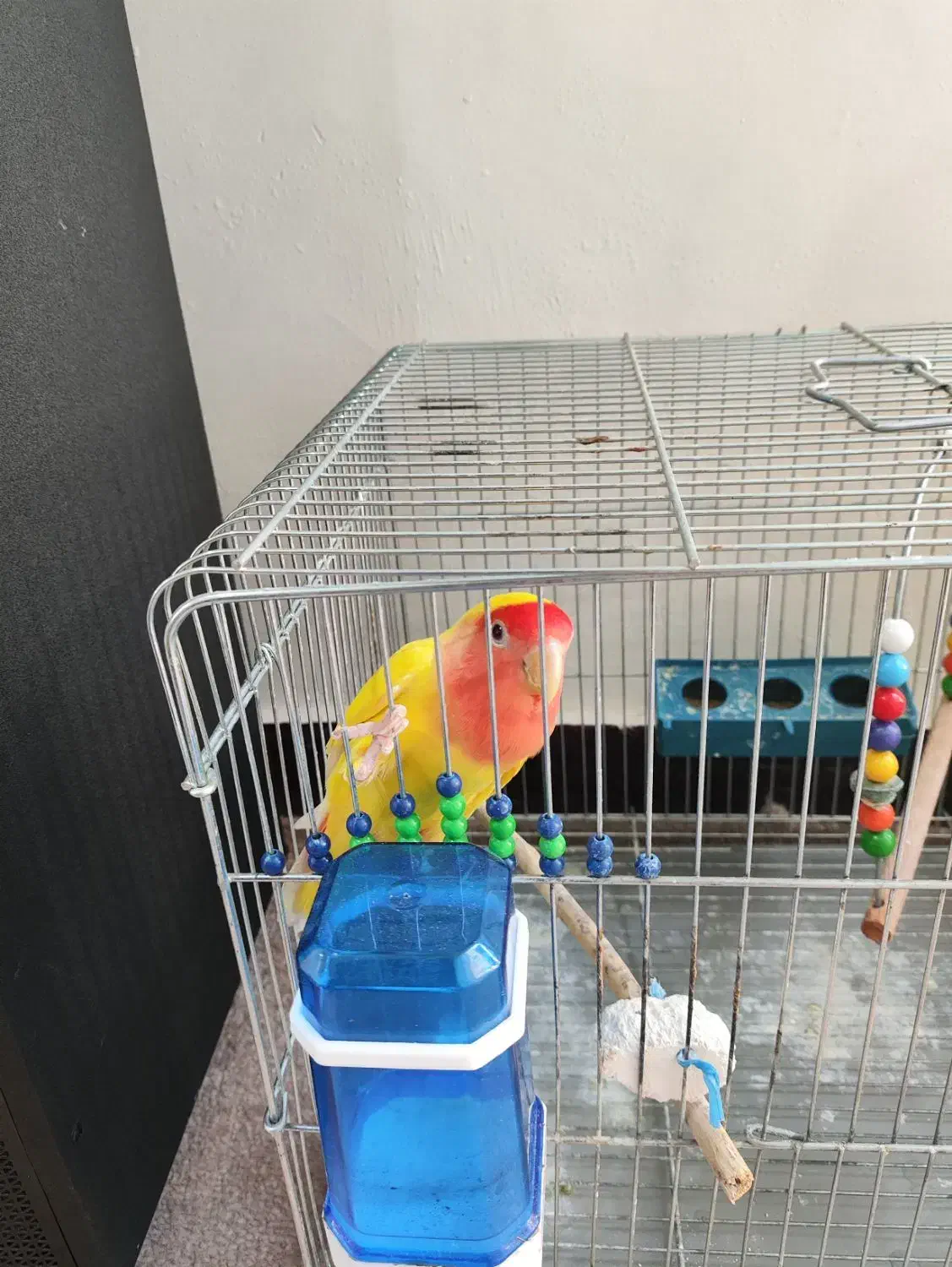 طوطی برزیلی|پرنده|آبادان, |دیوار