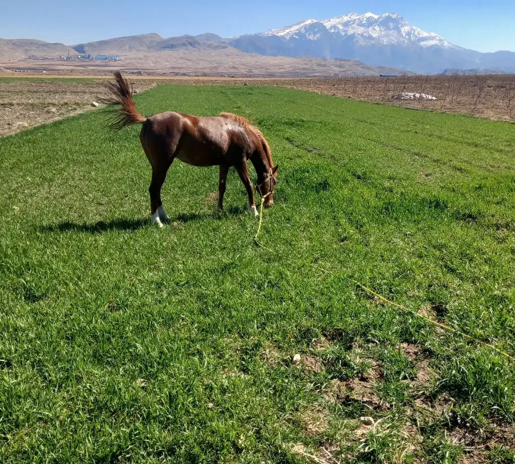 مادیون پنج نشان|اسب و تجهیزات اسبسواری|فلارد, |دیوار