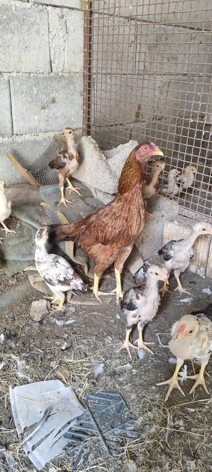 مرغ|حیوانات مزرعه|میناب, |دیوار