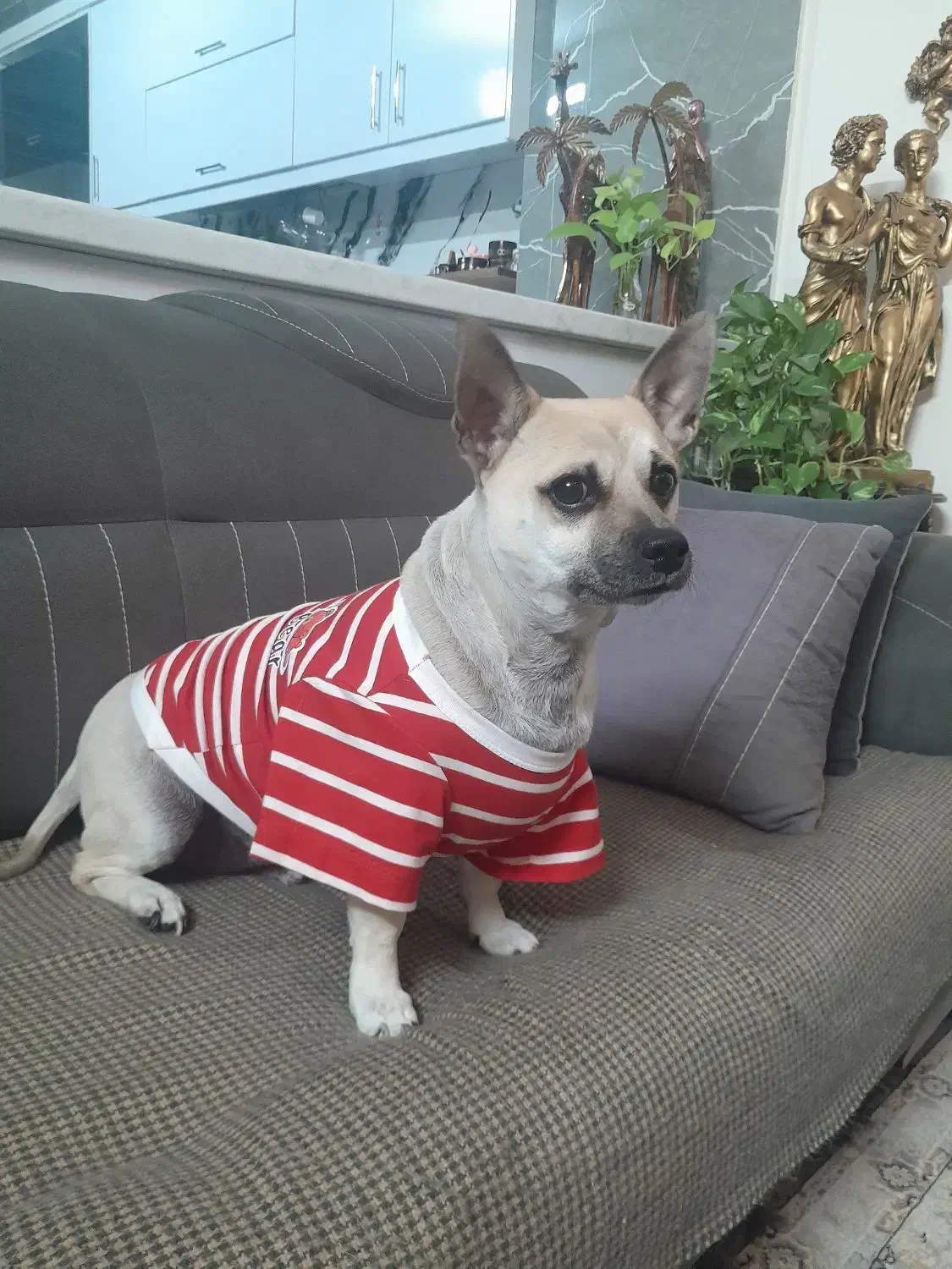 سگ ۵ ساله نر|سگ|مشهد, استاد یوسفی (شهرک غرب)|دیوار