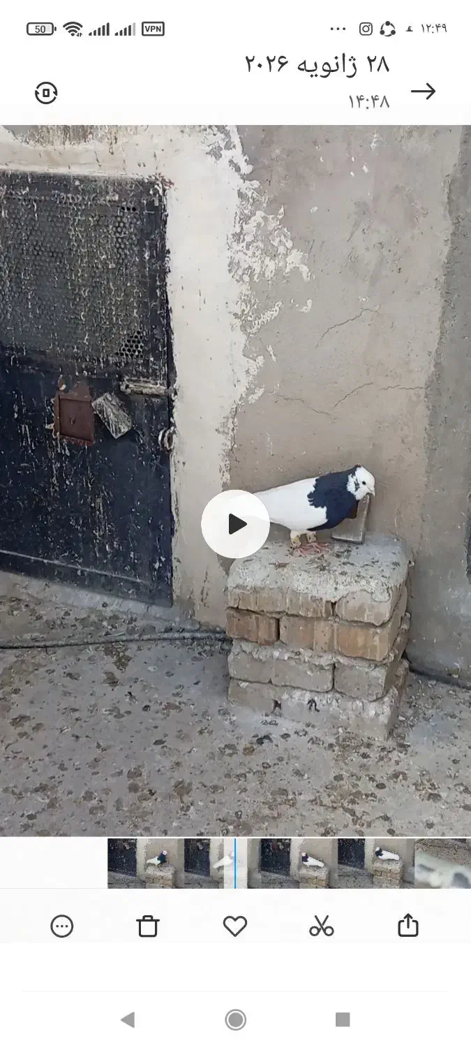 طوقی سیاه نر|حیوانات|تاکستان, |دیوار