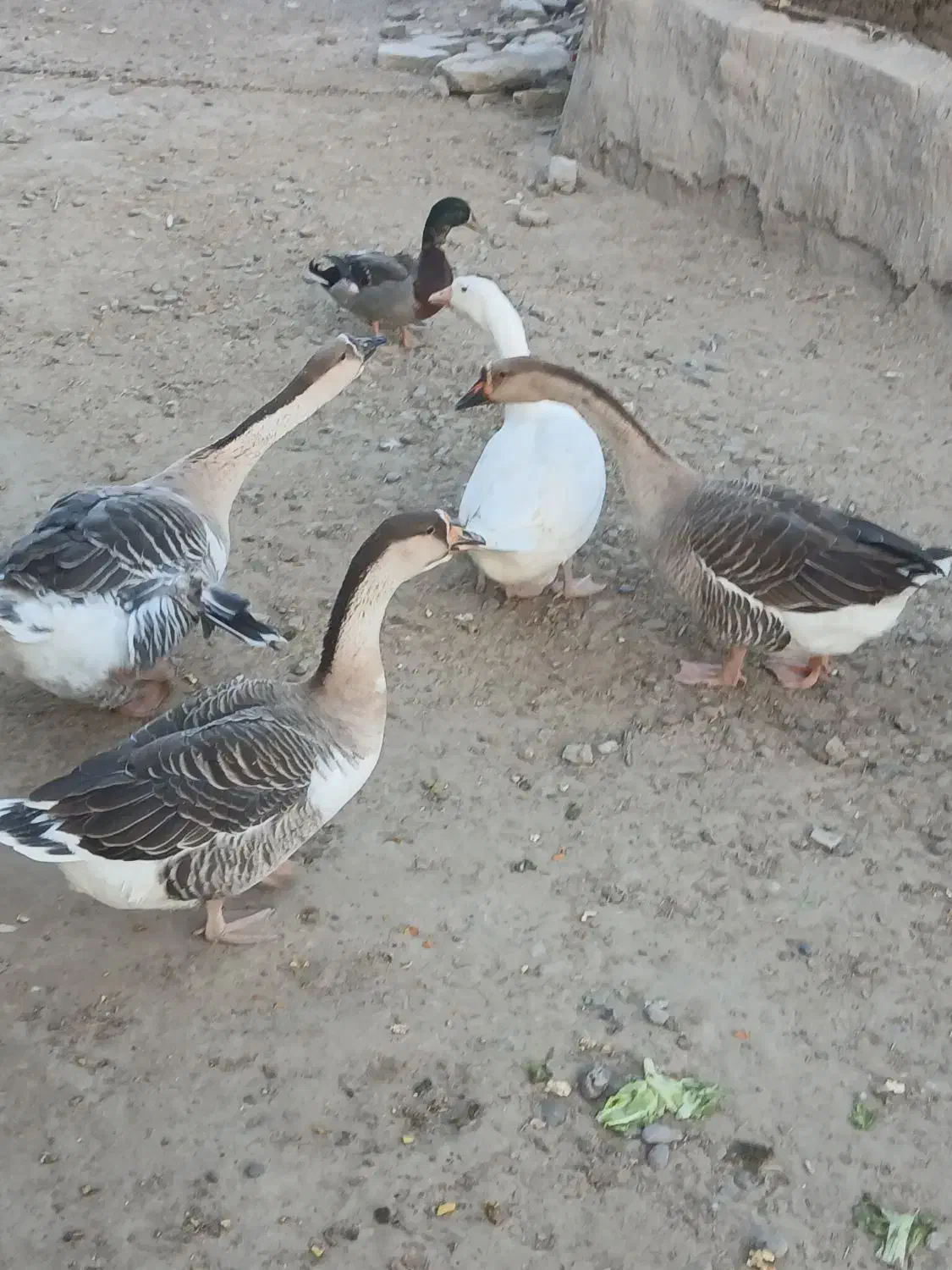 غوغاز تخم گذار|حیوانات مزرعه|زهک, |دیوار